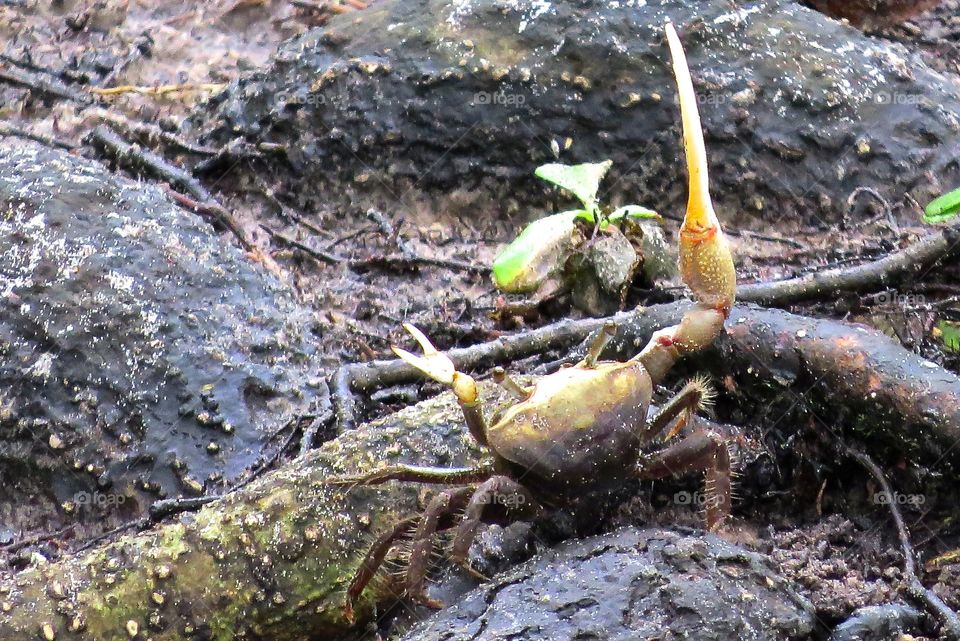 Fiddler crab saluting