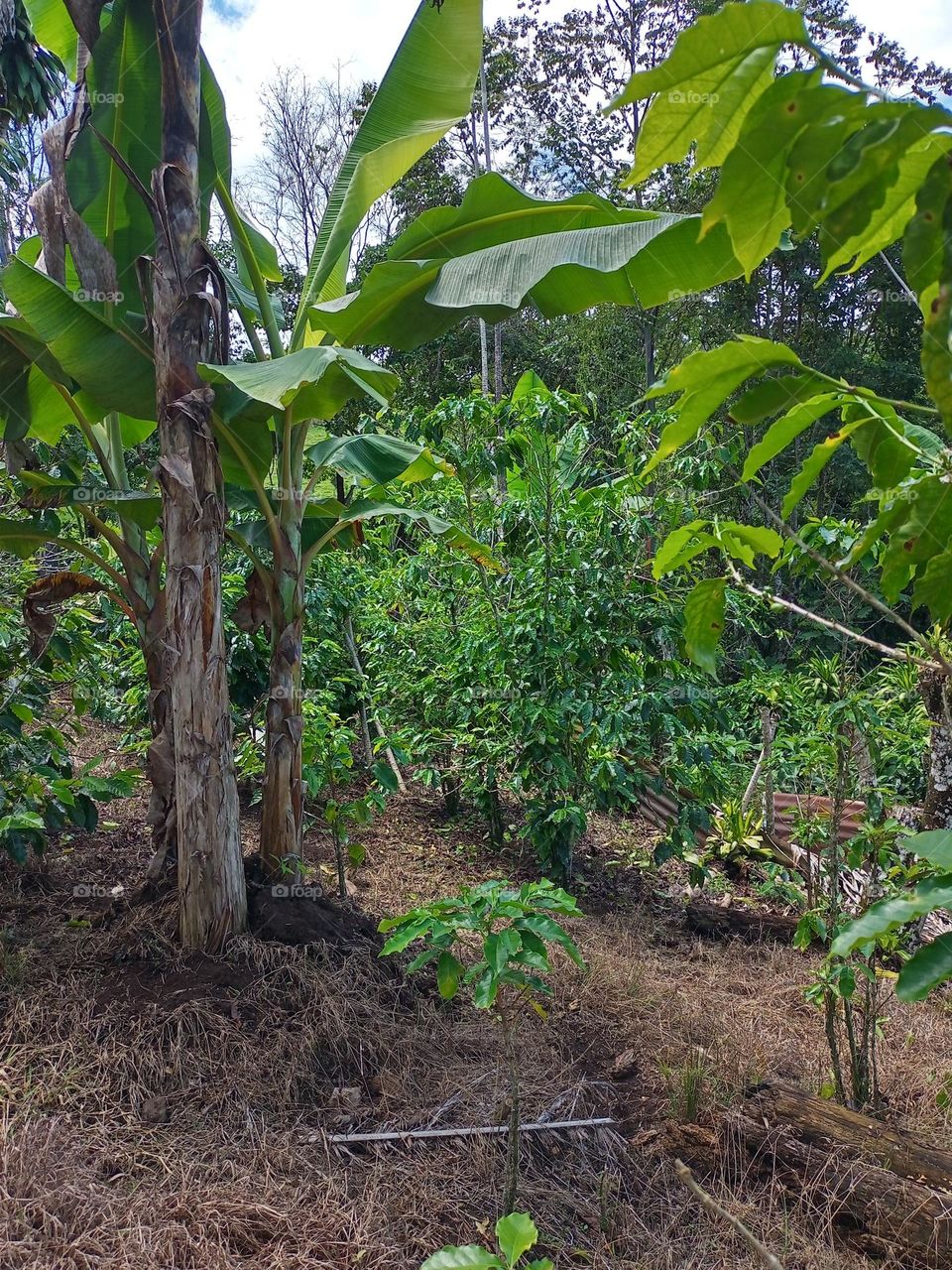mata de café y platanos