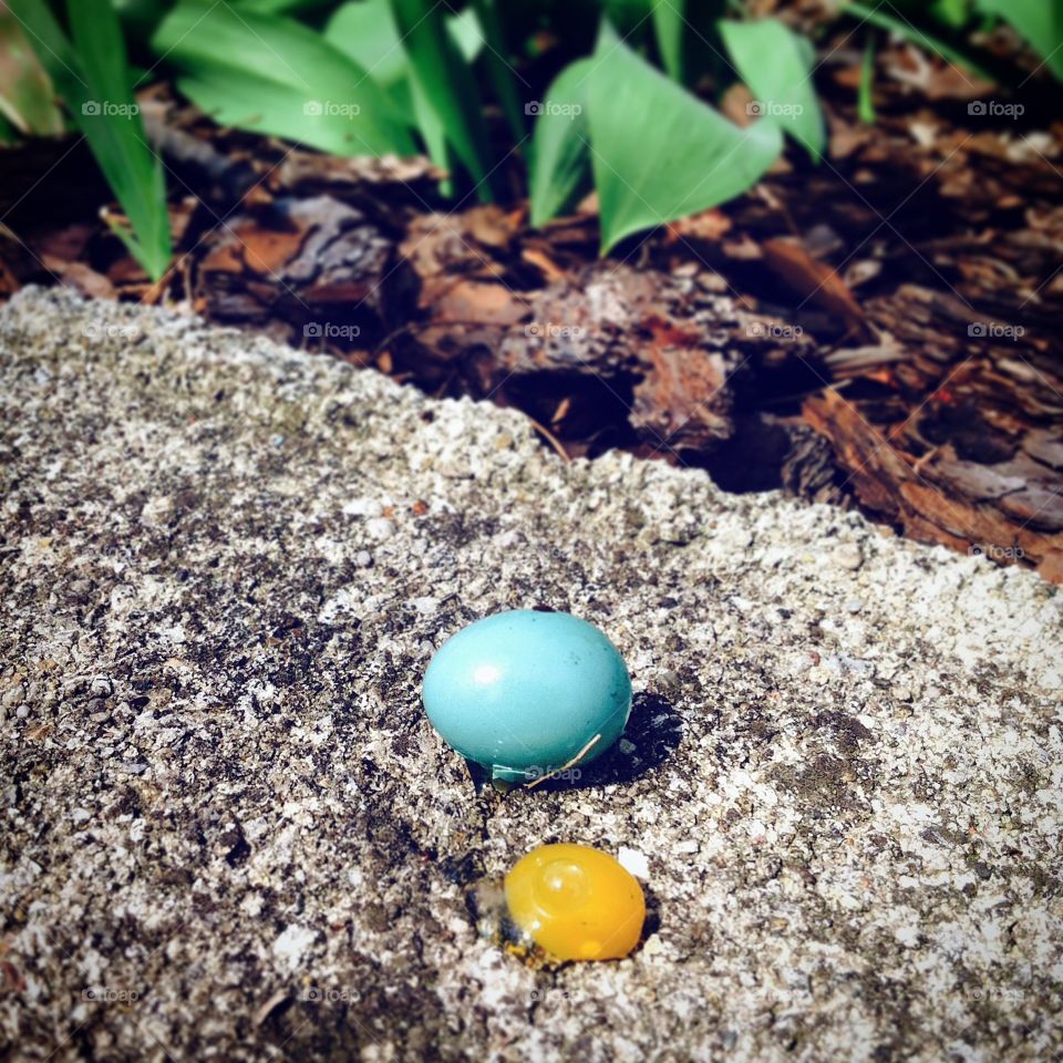 Egg and yolk . Broken