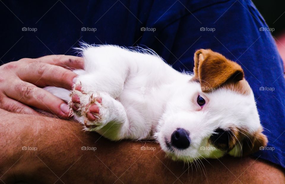 Puppy. Puppy in the arms of its owner