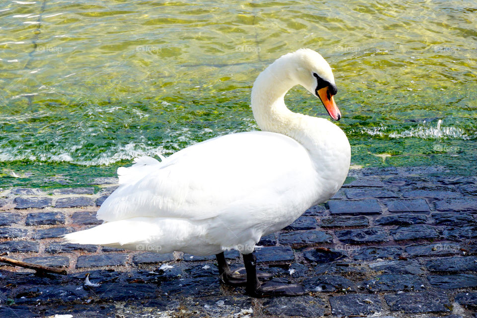 Swan in the lake zurich, swiss, europe