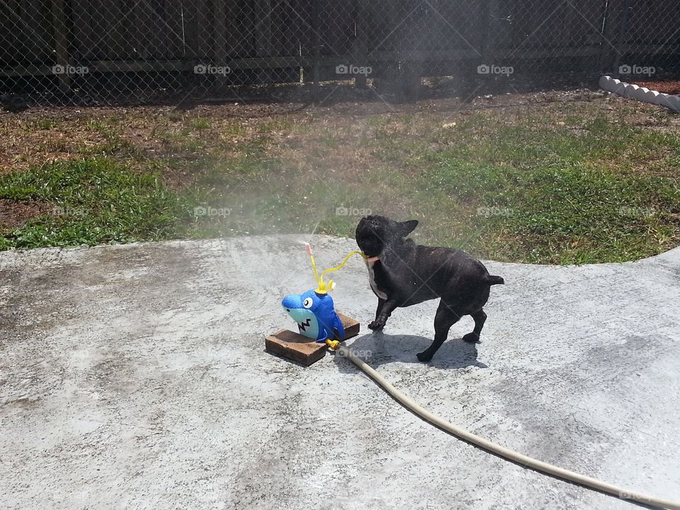 French Bulldog playing in sprinkler