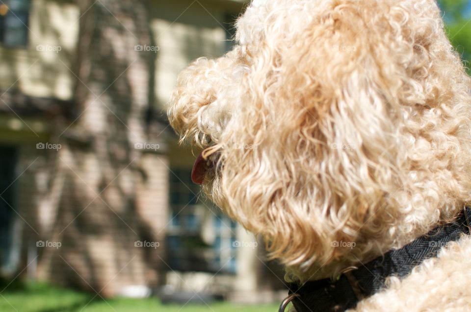 Distracted Dog . A labor doodle looking towards oncoming sound. 