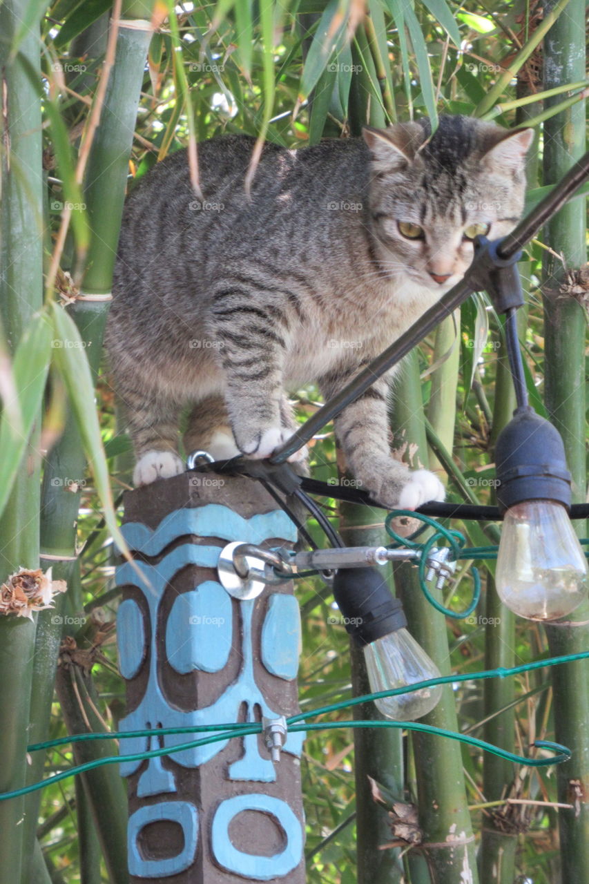 Cat on a wire!