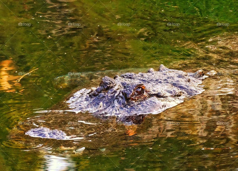 Crocodile Lurking In A Swamp
