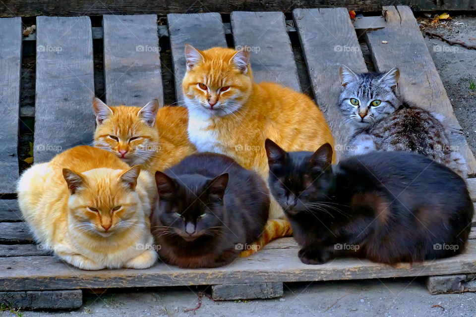friendly cat team on vacation