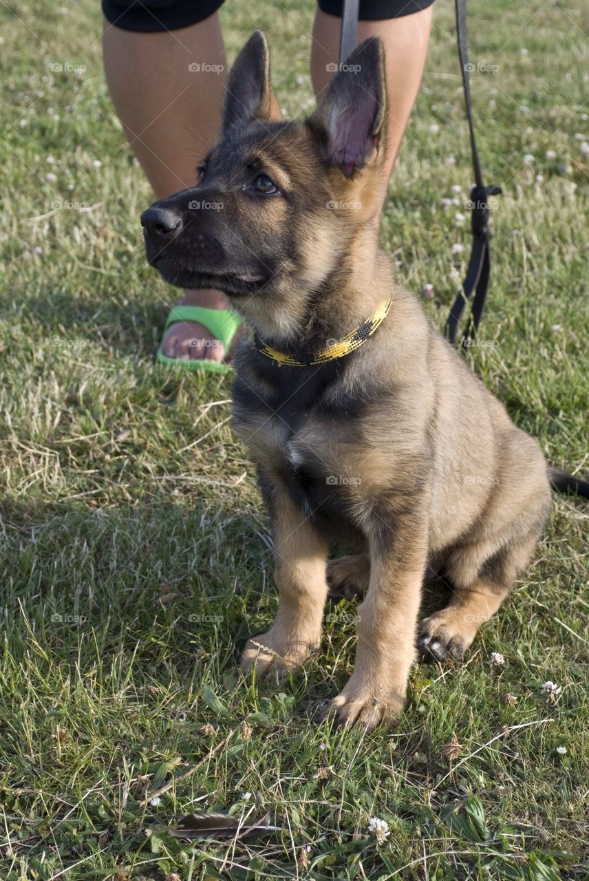 Tyson the Puppy