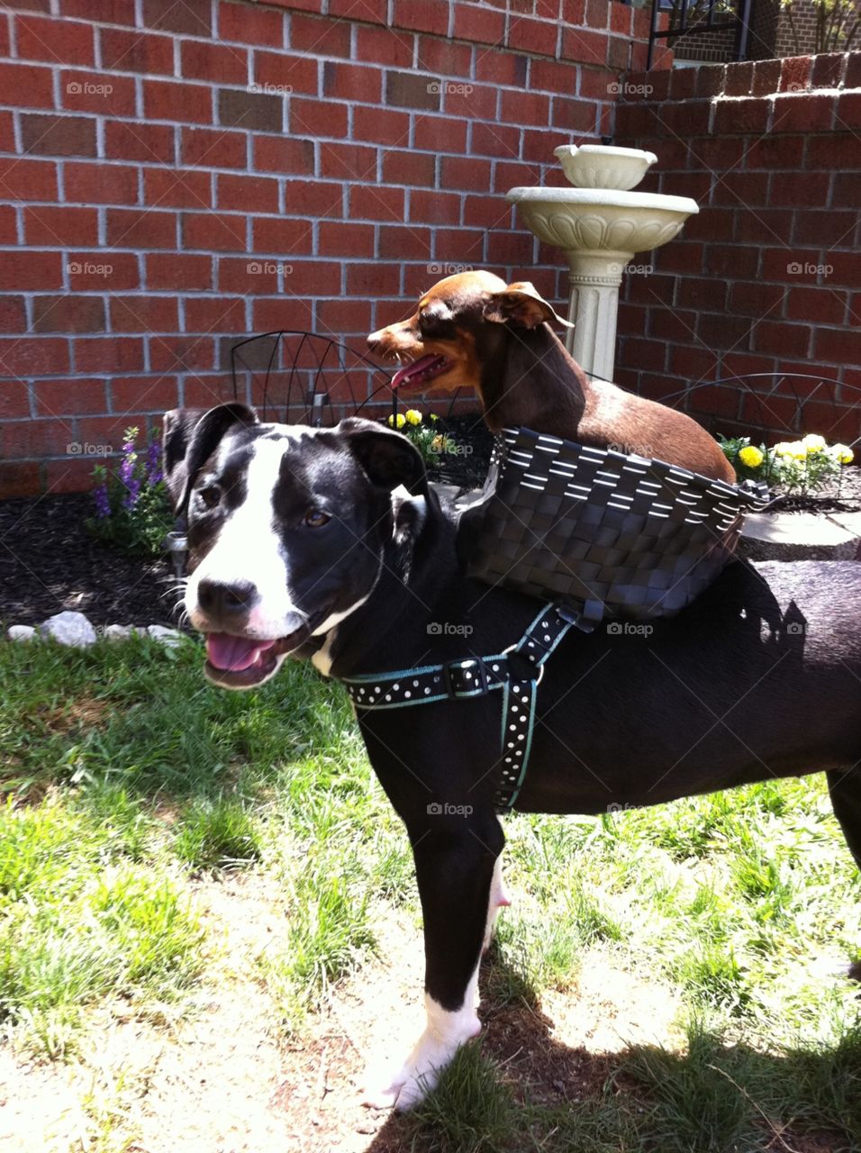 Min Pin riding a Pitbull