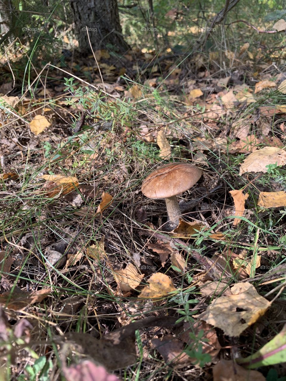 Fungus, Mushroom, Nature, Fall, Wood
