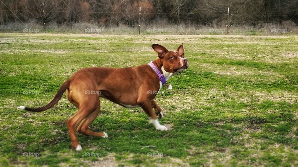 A Catahoula Pit Bull Terrier mix in motion turning to go after a ball in early spring grass