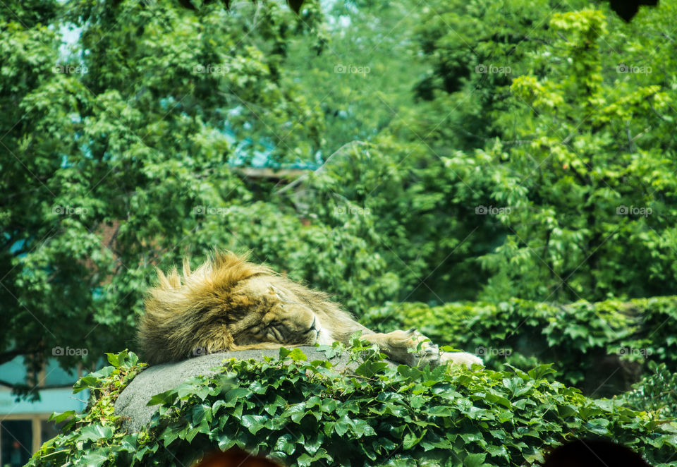 lion sleeping. a lion a sleep on a rock