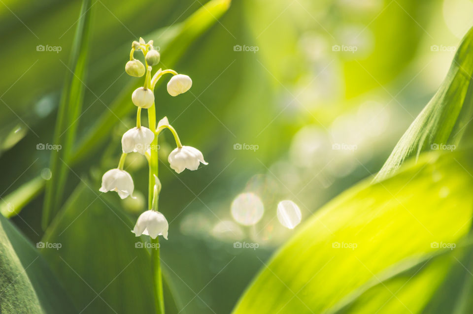 Lilies of the valley, may-lily