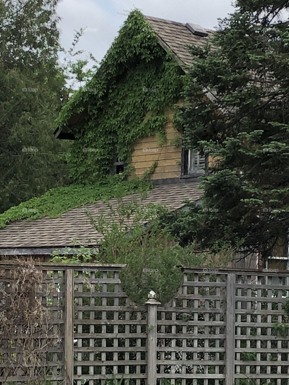 House covered in green vines
