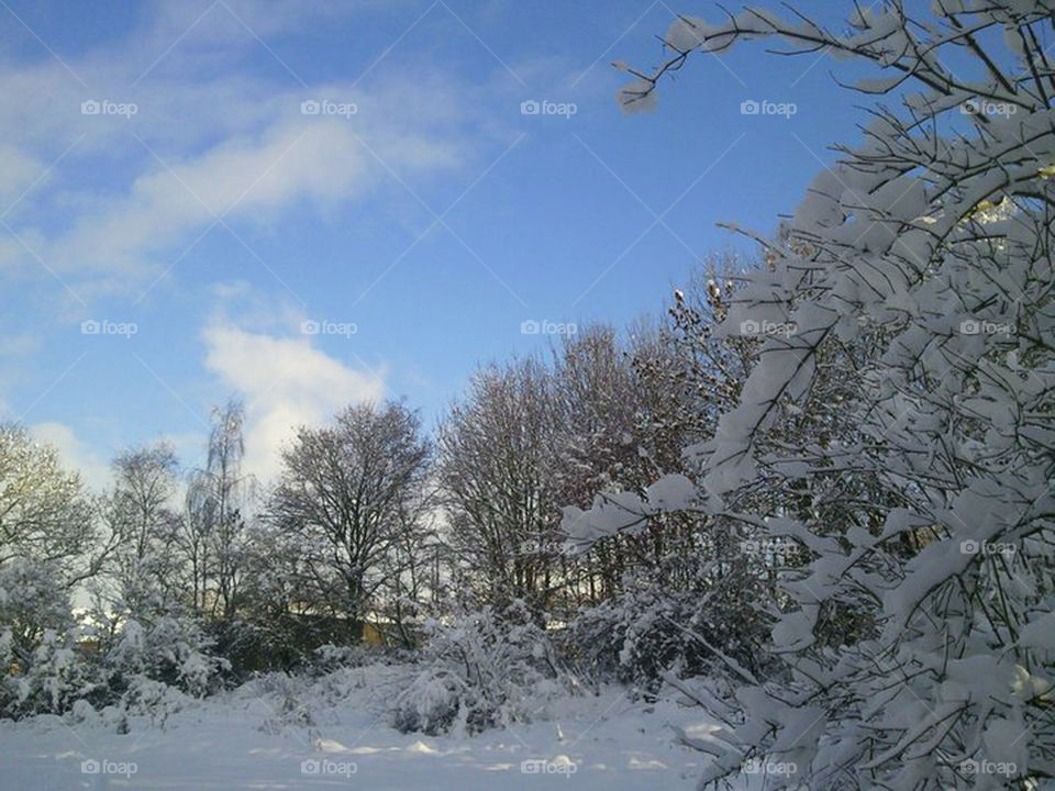 Clear Sky In The Snow