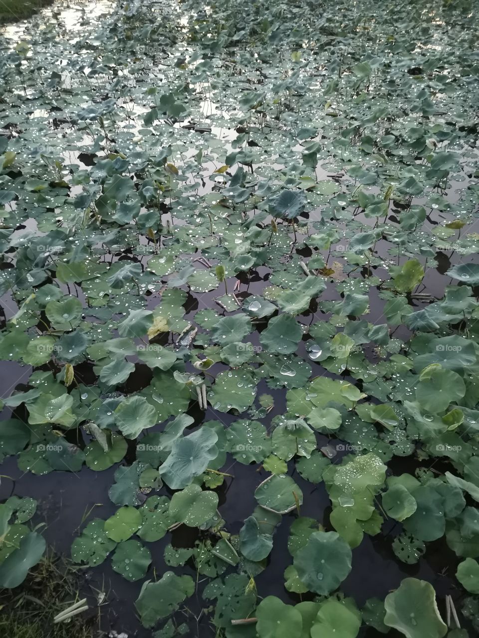 Water Leaves on a Lake