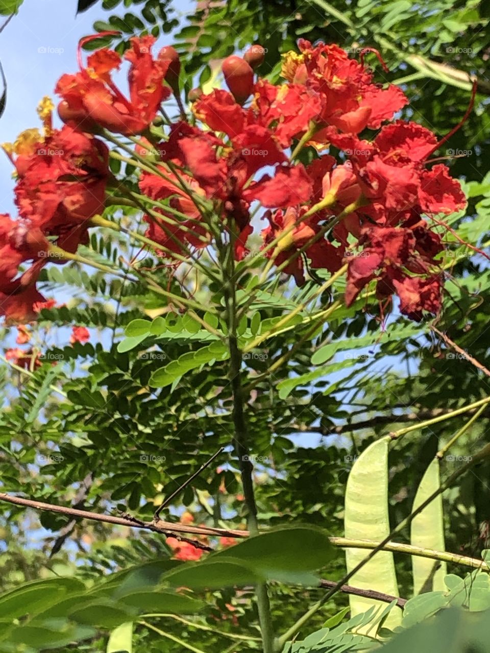 Flowers around everywhere, Countryside ( Thailand 🇹🇭