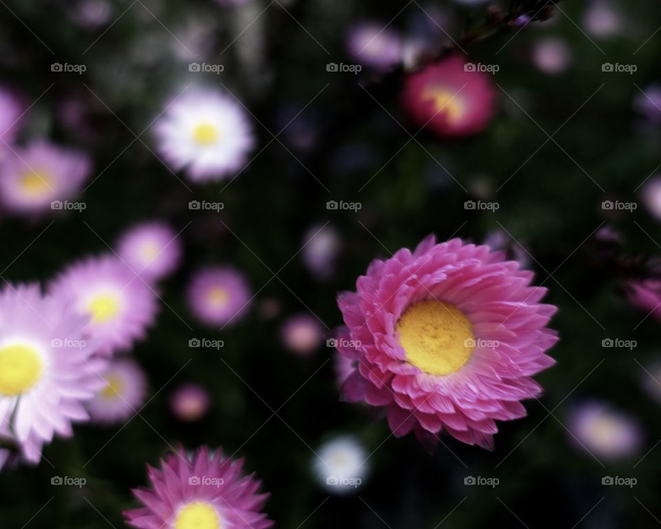 Pink daisy in Western Australia, pink sunray and pink everlasting is blooming in the spring. This image shows  pink and dark colour contrast.