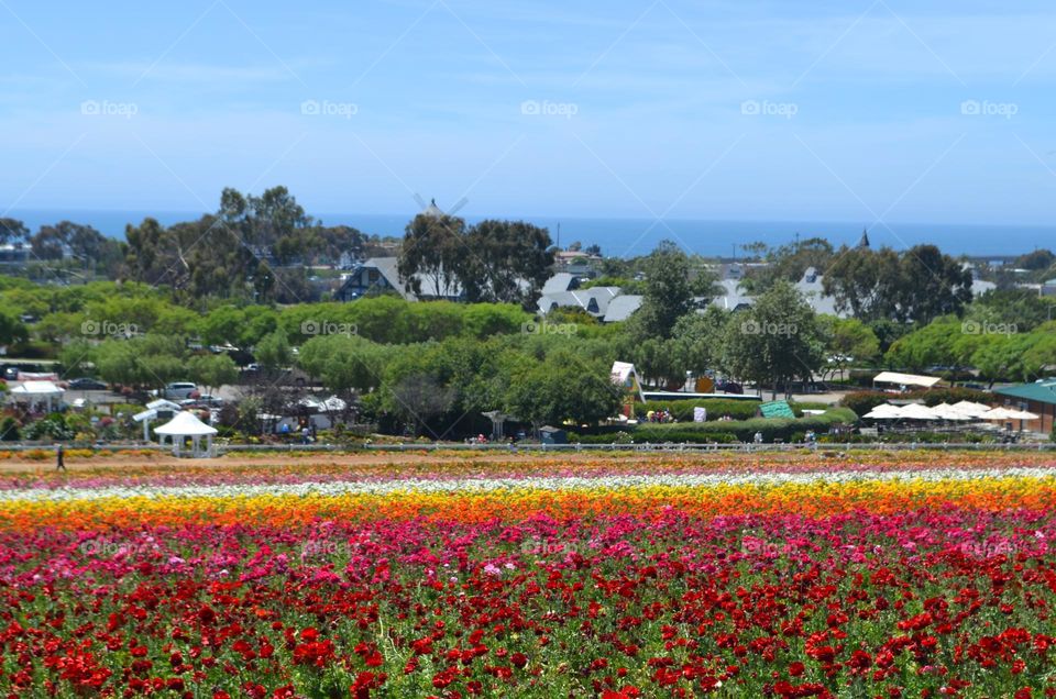 Colorful ranunculus flower fields in Carlsbad, CA