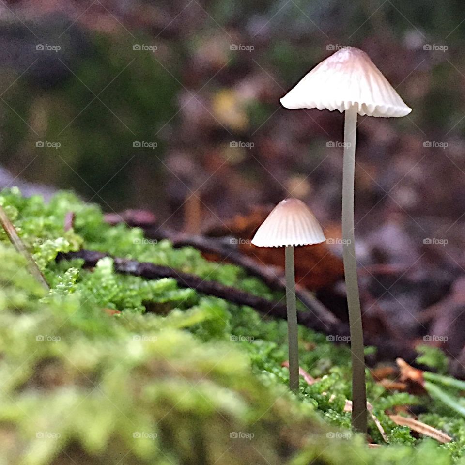 Funghi forest