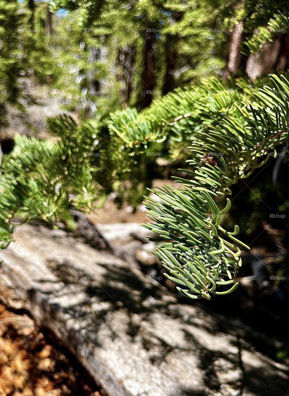 Enchanted Forest Pine Tree