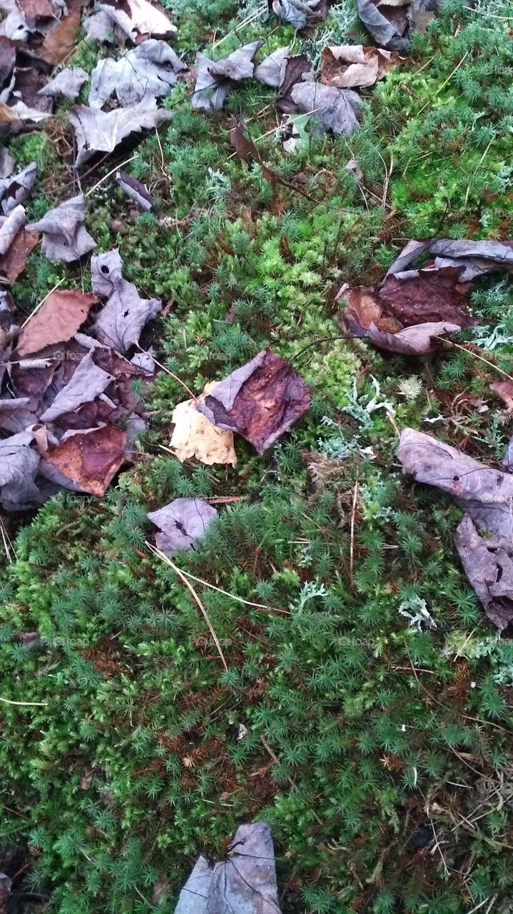 Nature's floor