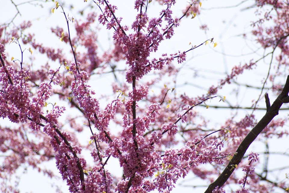 Pink trees