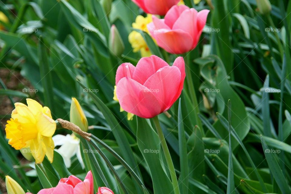 Tulips on the Sidewalk