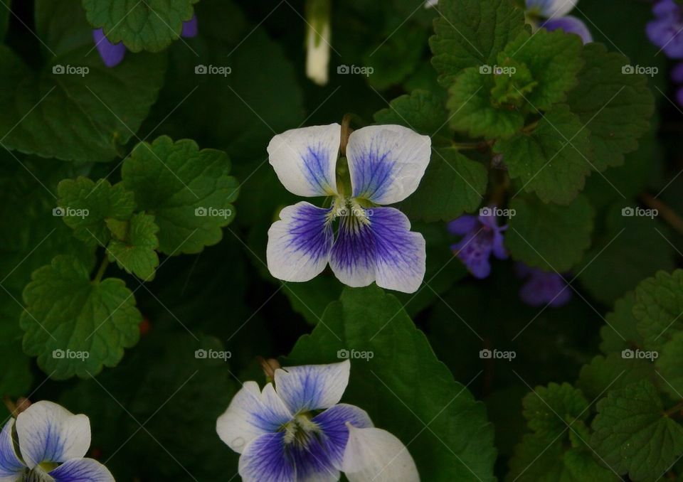 Tranquil Flowers