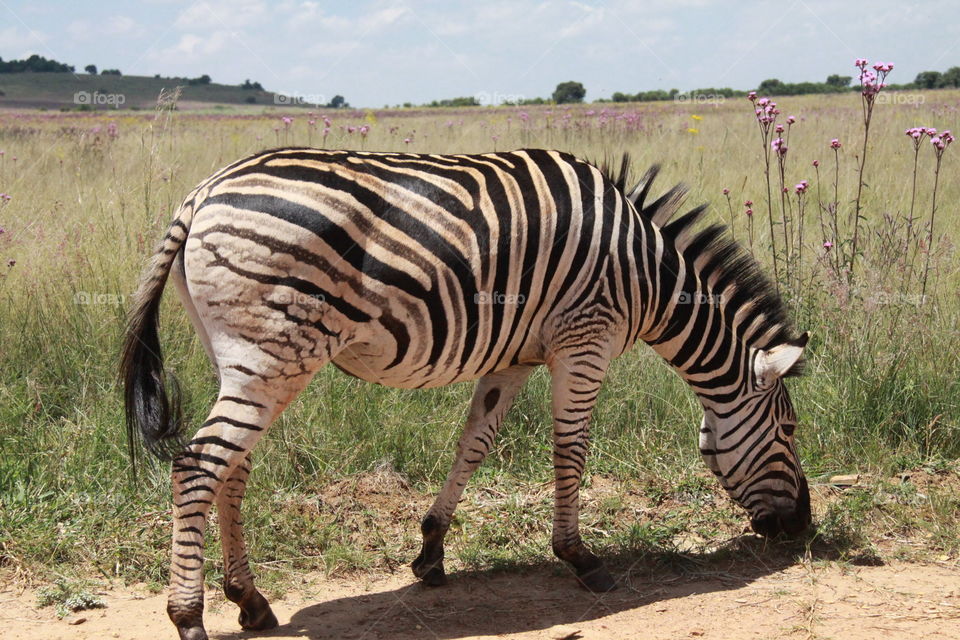 Zebra eating grass