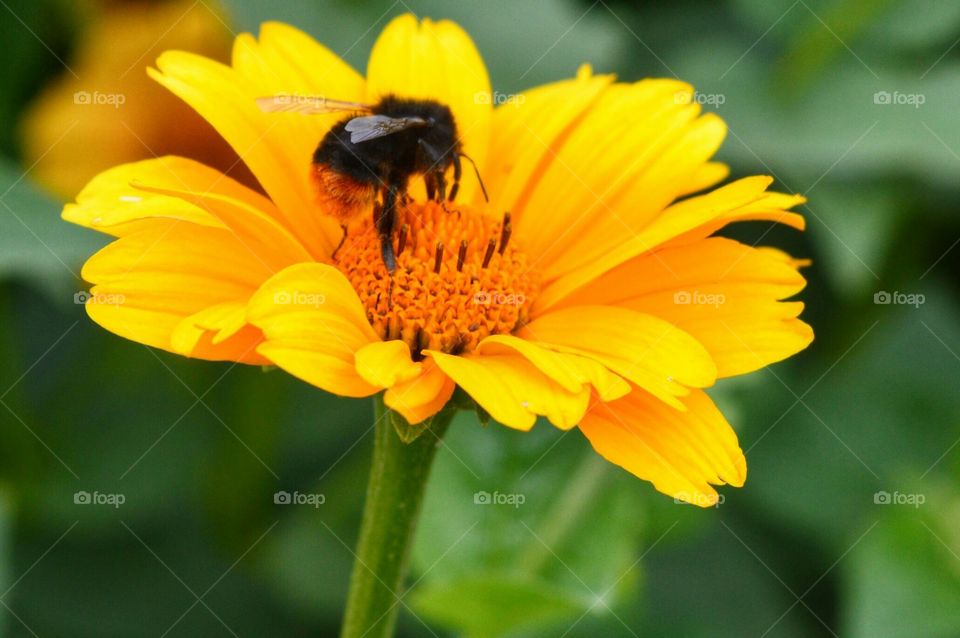 Flower and Bee