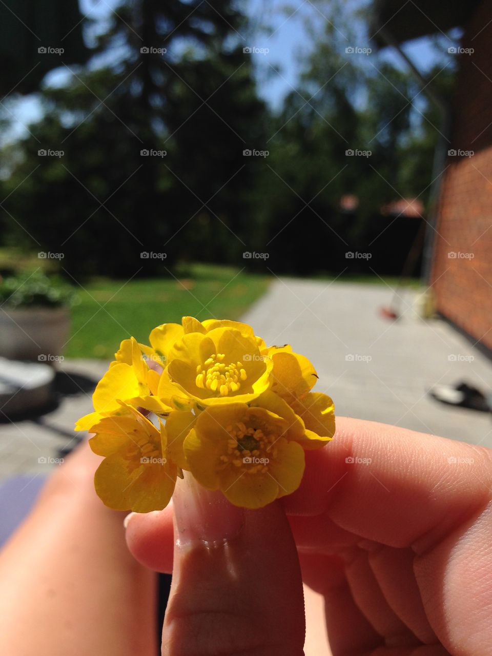 Yellow flowers
