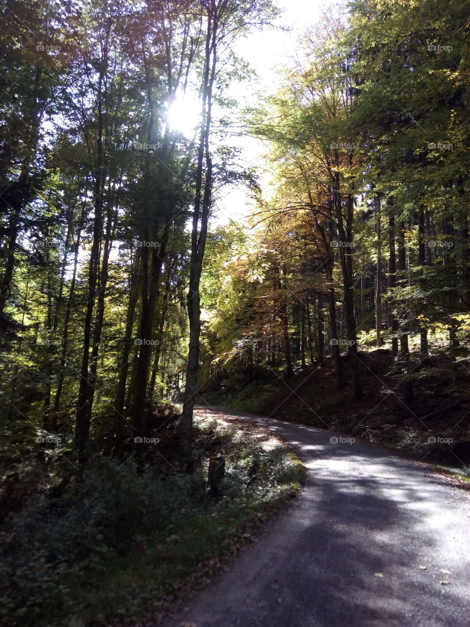 Sonne in Schwarzwald