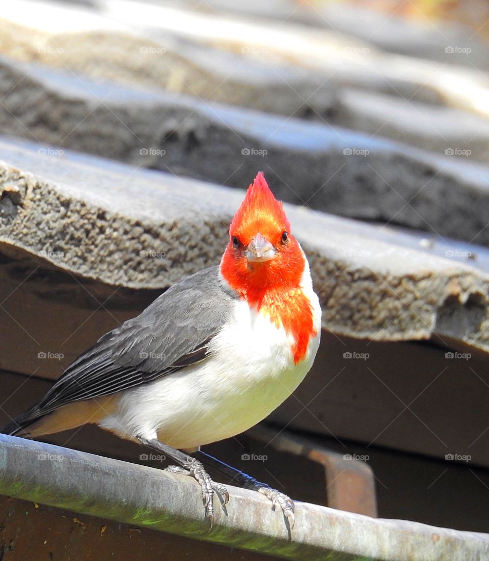 Red Headed Cardinal