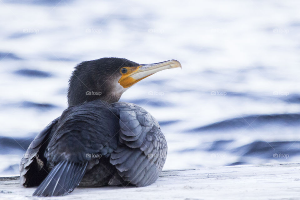 Bird lying down resting by the lake - cormorant