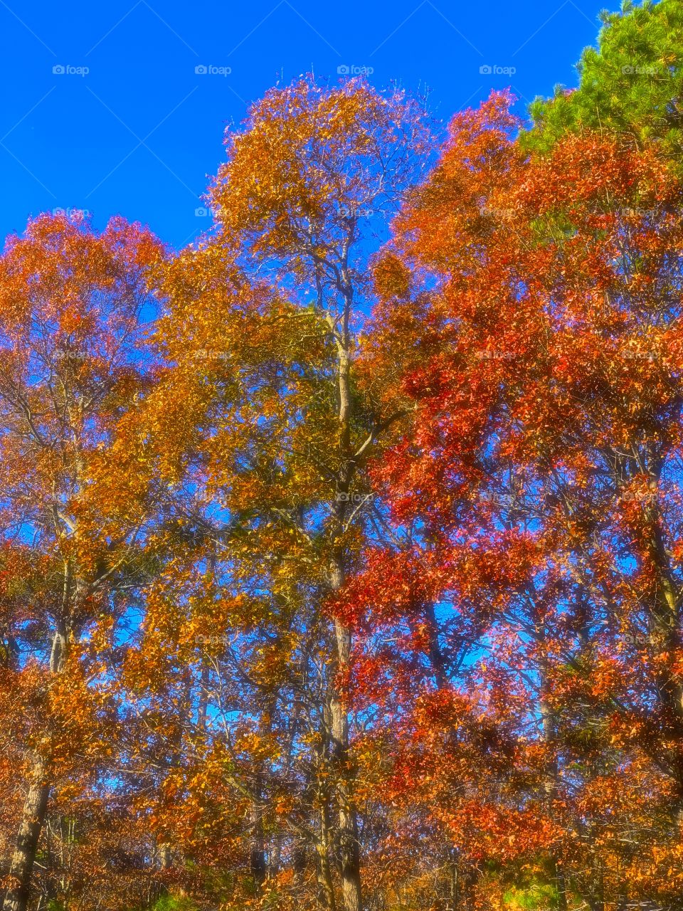 Leaves changing color on a crisp, sunny autumn day