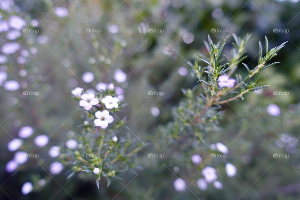 Tiny purplish white flowers in the garden.
