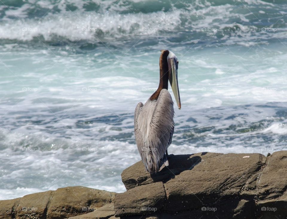 Pelican by the sea