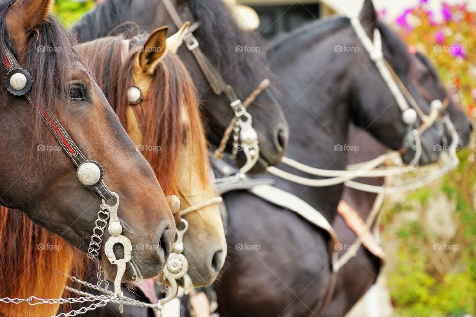 Horses Standing Abreast