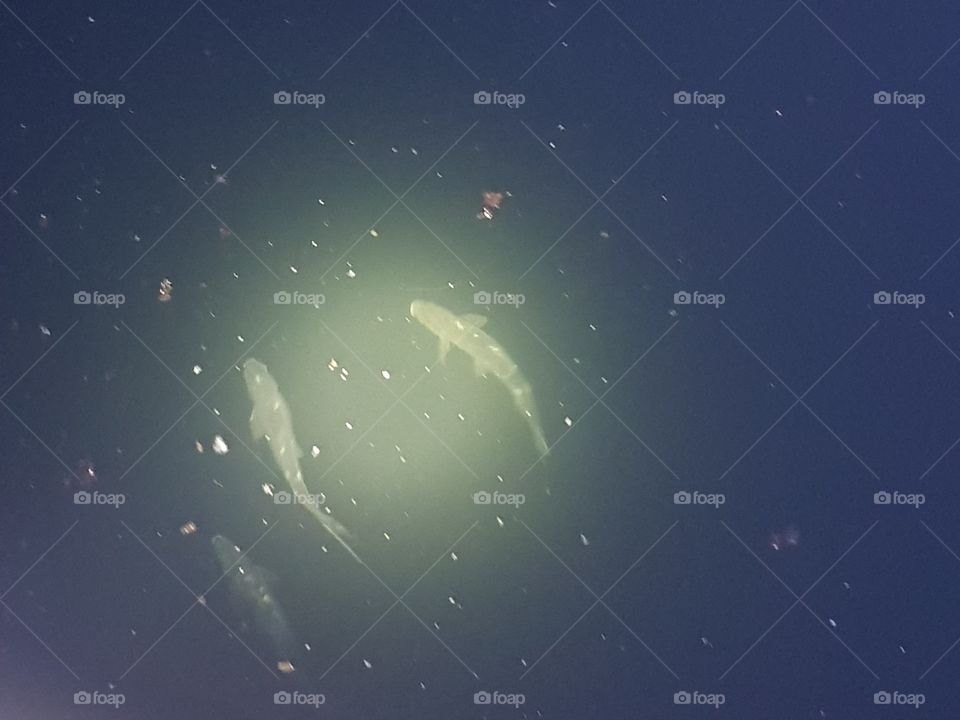 The bream (Abramis brama) is a fish belonging to the family Cyprinidae. It is one of the most numerous fish in the Netherlands and, due to its weight, often the most important fish in terms of biomass..