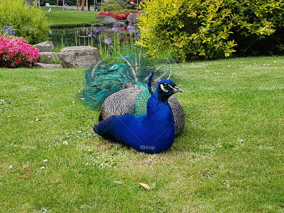 Peacock in Holland Park, London