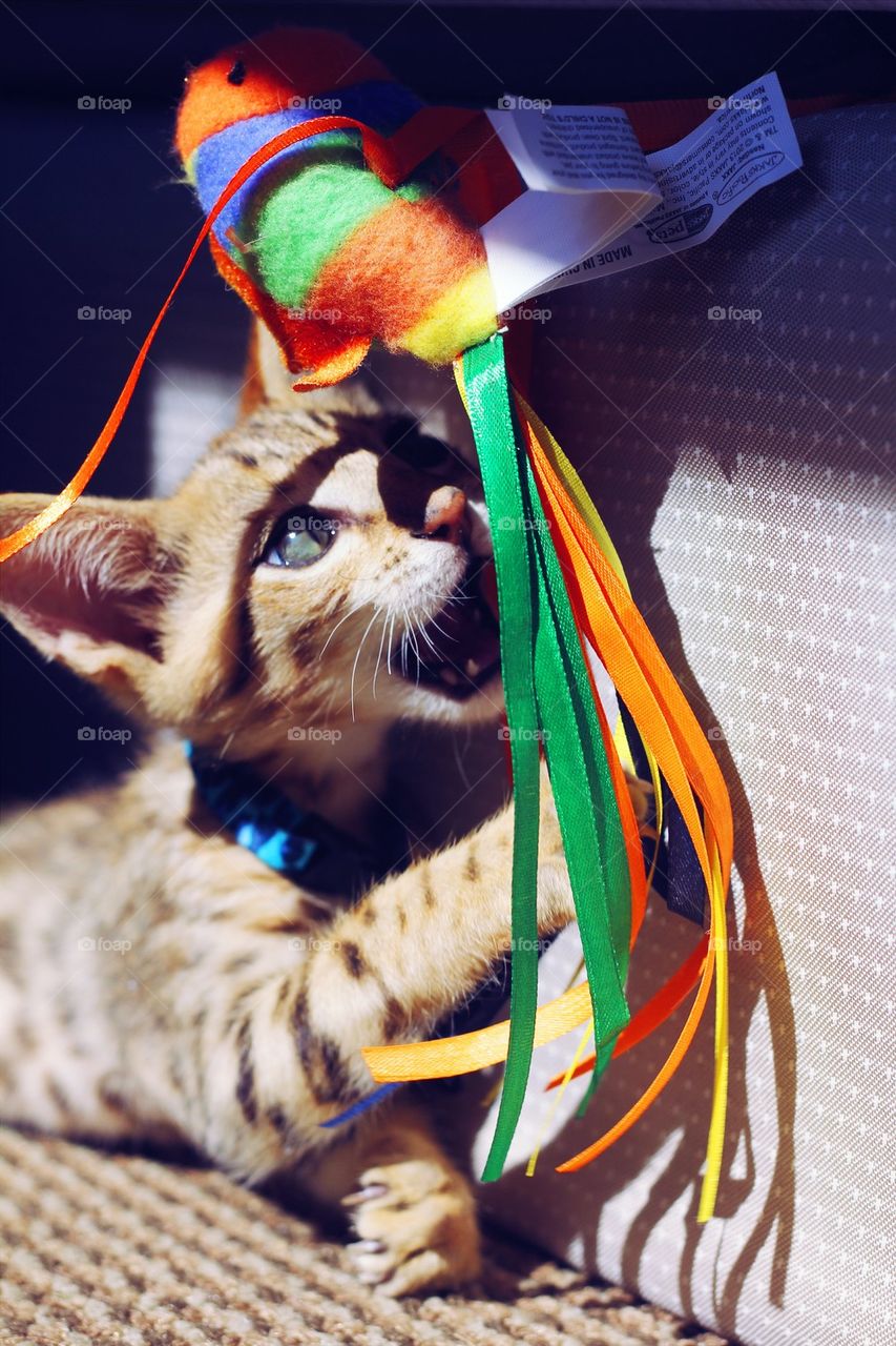 Savannah Cat playing with a toy