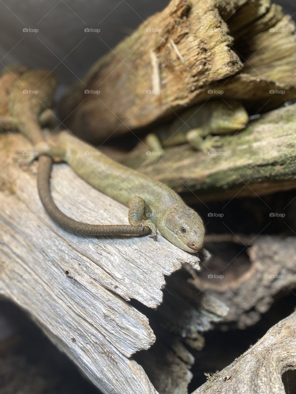 Prehensile Tailed Skink on Wood Hollow Portrait with Hidden Friends in the Shadows