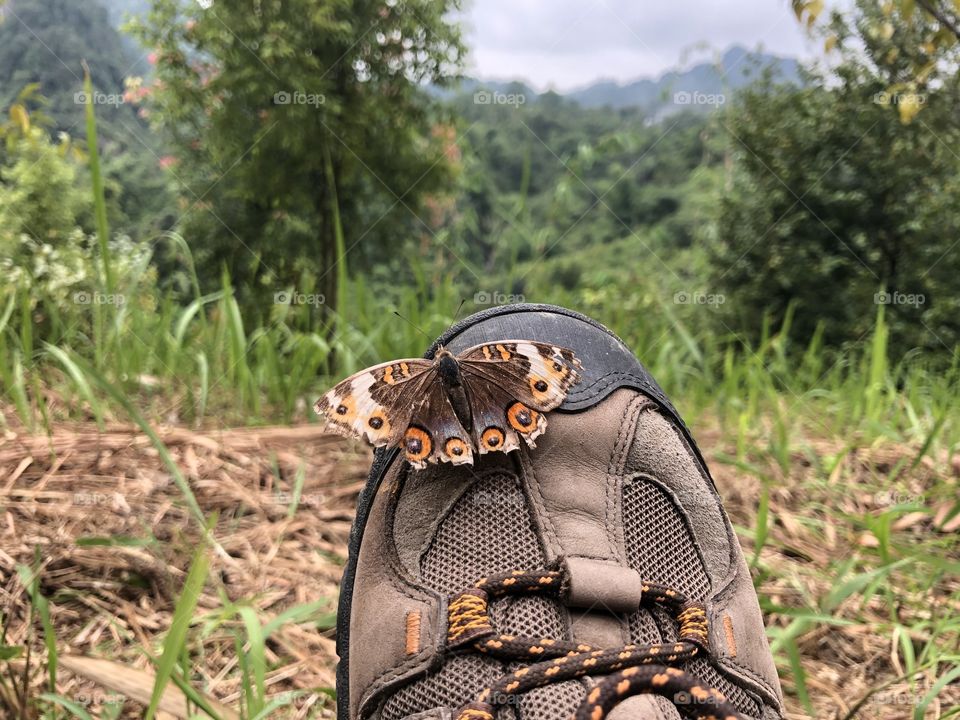 Butterfly decorate my shoe