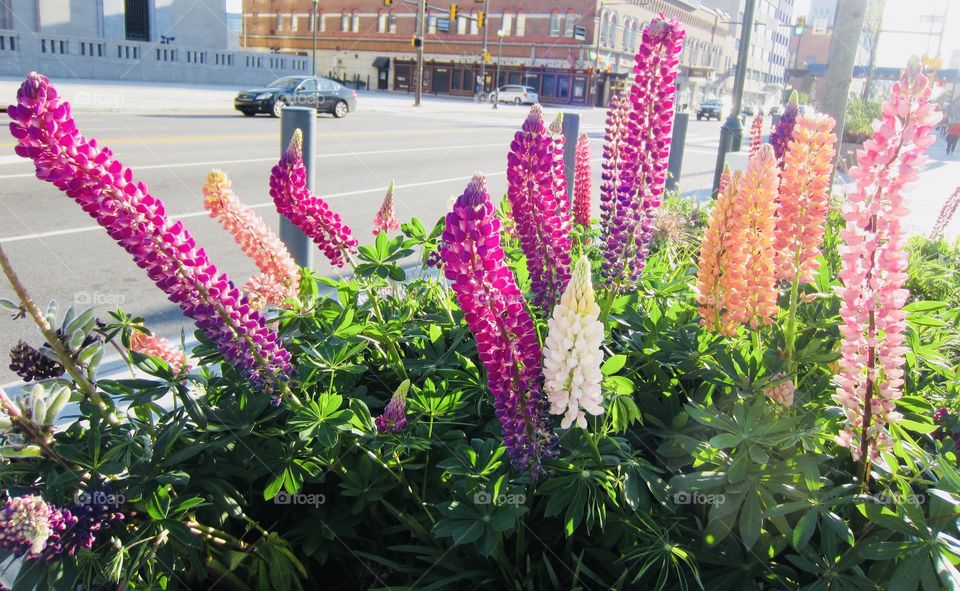 Amazing Unique Flowers