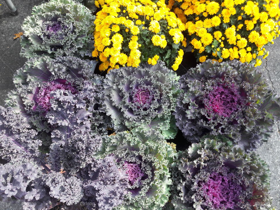 Full frame of vegetables