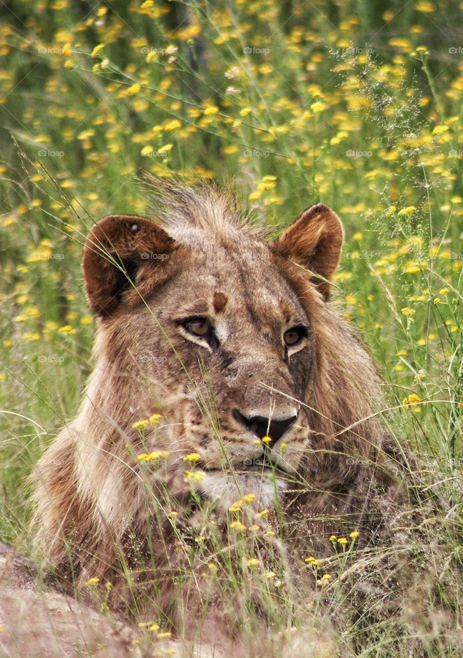 special moments, wild male lion.