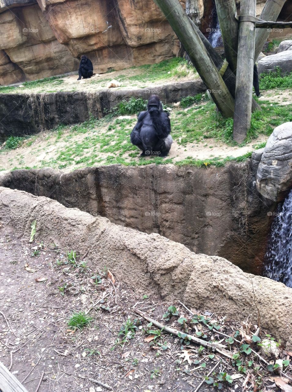 Gorilla Sitting 