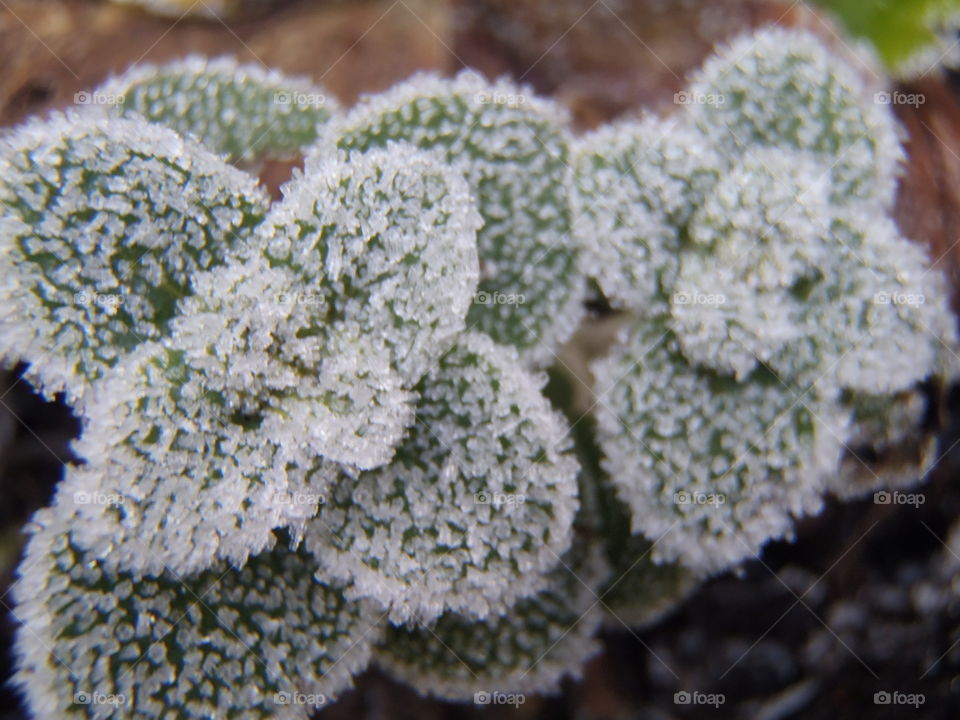 Oregano frosty duo 