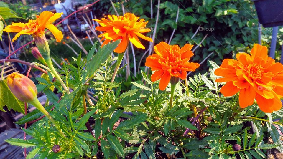 summer.flowers.beauty.simple