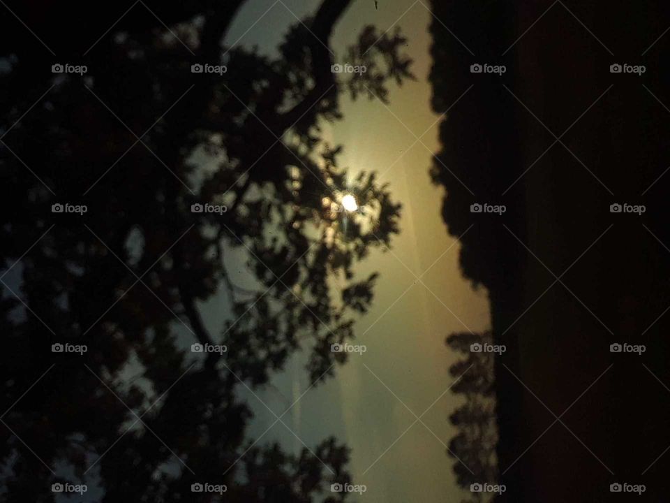 looking through the trees